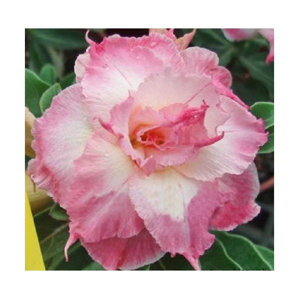 Seeds 20 Semi Fresh Adenium Obsum Le Roses of the Rare Desert Www Triple-Happy-Time-US