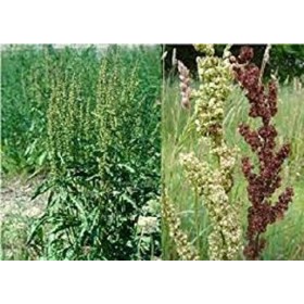 Germinazione I Semi: Biologica crispus100 Rumex + Semi Curly Dock, Giallo Dock Acquista 2 fois 1 Gratuit