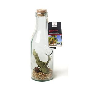 QUAI SUD Mélange Pour Rhum Arrangé | 40g | "Antilles" En Carafe Cannelle Orange