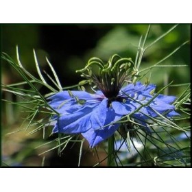 Bonbons au miel Deucalyptus menthe et graine de Nigelle 200g - fabriqués en france, une expérience gustative raffinée.