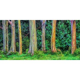 GERM FEED - 50 SEEDS - Rainbow Eucalyptus Mindanao Gum Gum Indonesian Rainbow Gum Eucalyptus deglupta