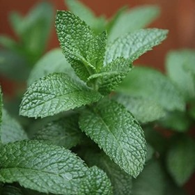 Mojito Mint - Spearmint Seeds - Mentha Spicata - English Lamb Mint - 50 Herb Seeds - Fragrant Herbs: Only Seeds
