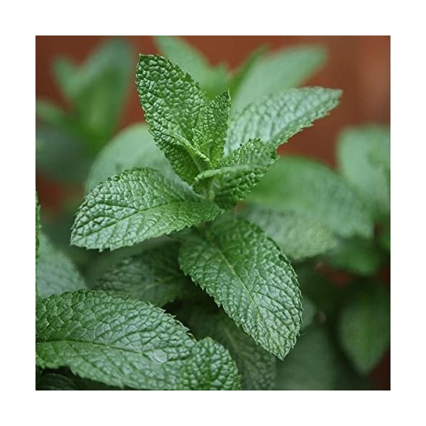 Mojito Mint - Spearmint Seeds - Mentha Spicata - English Lamb Mint - 50 Herb Seeds - Fragrant Herbs: Only Seeds