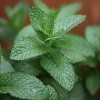 Mojito Mint - Spearmint Seeds - Mentha Spicata - English Lamb Mint - 50 Herb Seeds - Fragrant Herbs: Only Seeds