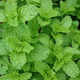 Mojito Mint - Spearmint Seeds - Mentha Spicata - English Lamb Mint - 50 Herb Seeds - Fragrant Herbs: Only Seeds