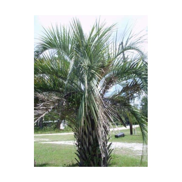 10 Jelly Palm SEMI - Butia capitata Pindo Palma 