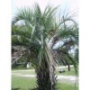 10 Jelly Palm SEMI - Butia capitata Pindo Palma 